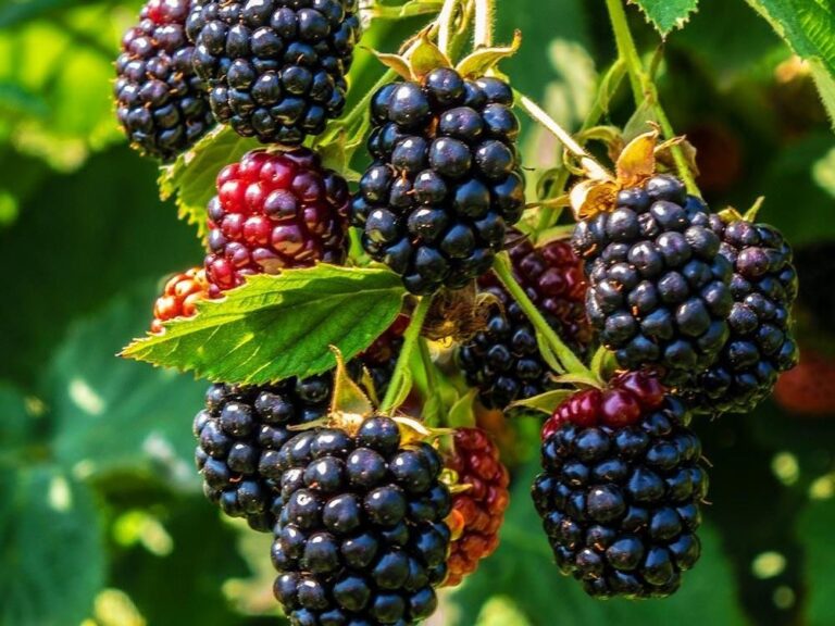 Top 18 Boysenberry Benefits: How to Use and Side Effects Boysenberry Benefits