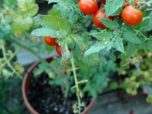 Indoor vegetable garden