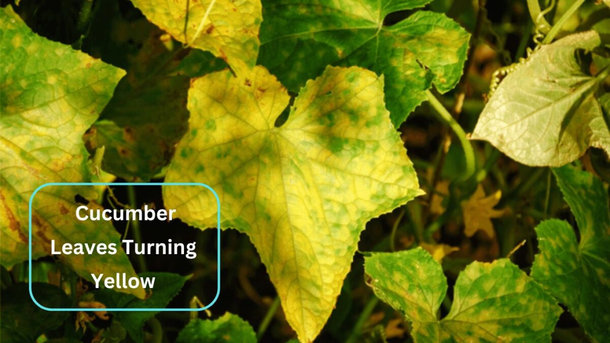 Reasons your Cucumber Leaves Turning Yellow? And Solutions