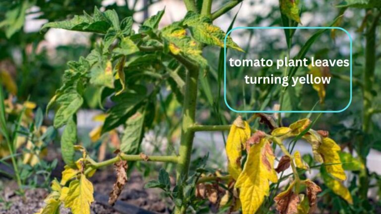 tomato plant leaves turning yellow