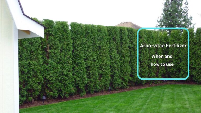Arborvitae Fertilizer