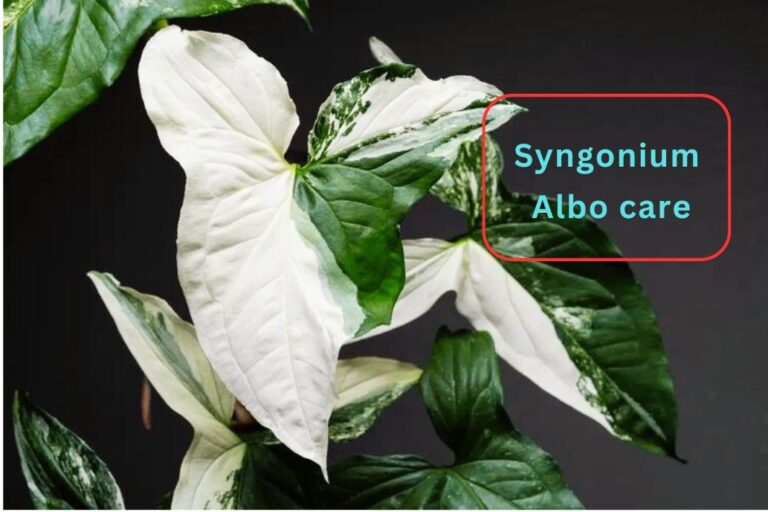 Syngonium Albo