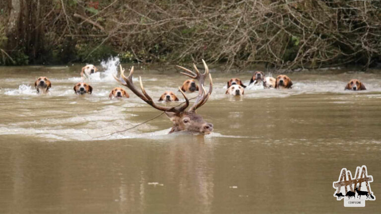 “The Indian”, a large deer with 14 horns killed in the Laigue forest by the Rivecourt crew