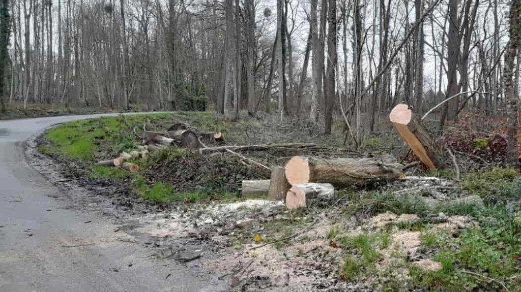 Oise Breuil-le-Vert tree fall