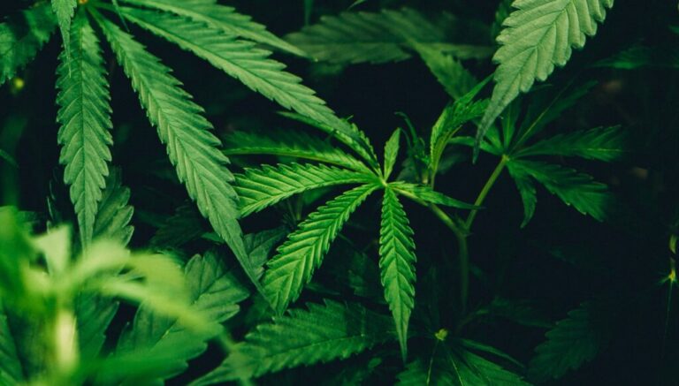 Creillois basin. Record seizure of 520 kilos of cannabis by the Oise national police