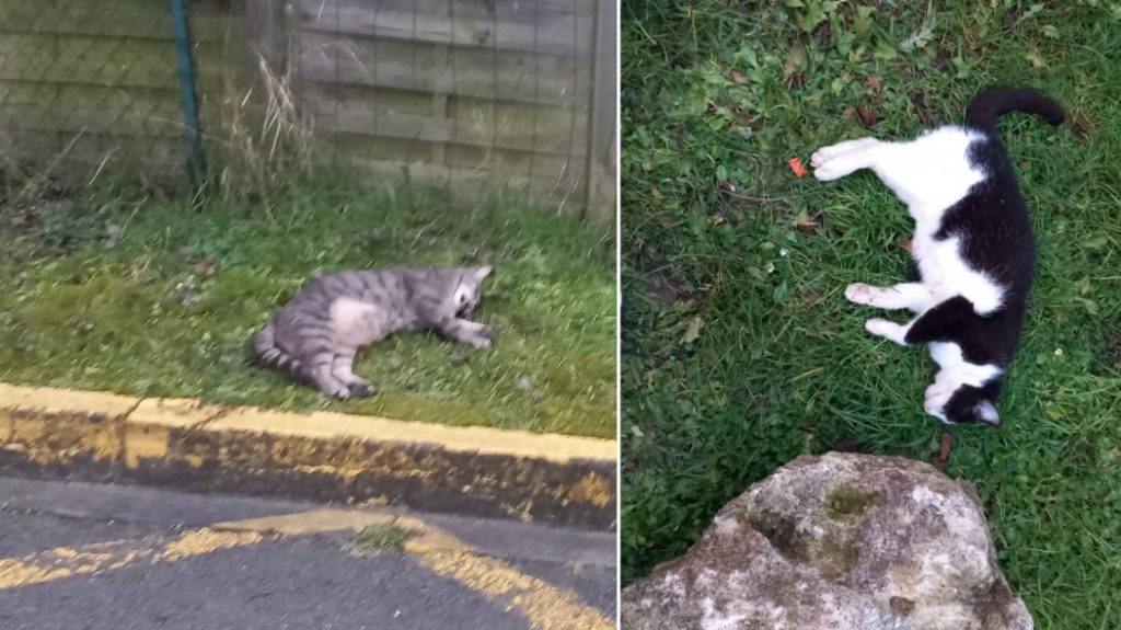 Several cats have been found dead in Sérifontaine in recent weeks. They must have been poisoned. (Photos: Patrick Marteau)