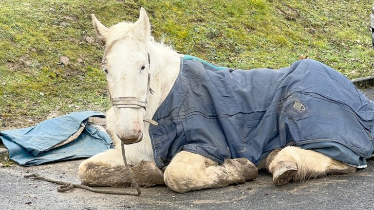 In Senlis, the sad end of the little white horse arouses the anger of the defenders of the animal cause